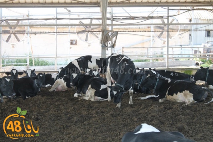 re7la janob (44).JPG